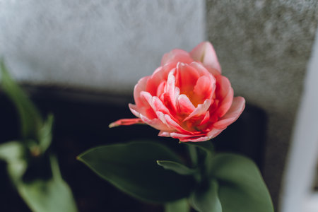 Close up on a pink tulipの写真素材