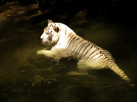 Tigerの写真素材