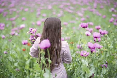 Field with purple Poppies. Girl in the field collecting flowers.の写真素材