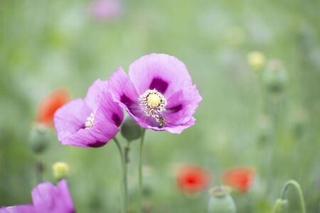 Field with purple Poppies.の写真素材