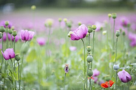 Field with purple Poppies.の写真素材