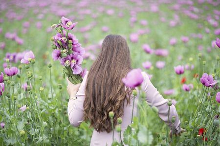 Field with purple Poppies. Girl in the field collecting flowers.の写真素材