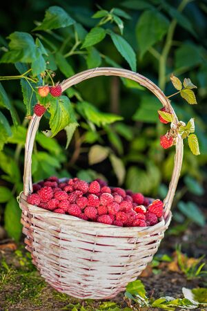 Summer background.Picking berries. Raspberry berries in a basket next to a raspberry Bushの写真素材