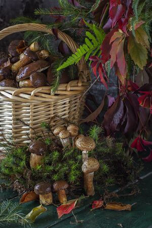seasonal mushroom picking. Preparations for the winter, making homemade marinades. Forest in autumn.Edible mushroom. Autumnの写真素材