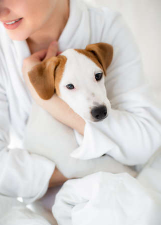 In the arms of a Jack Russell terrier puppy.Dog's head close-up.の写真素材