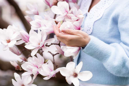 Body parts are female hands.A woman in pale blue clothes holds flowering magnolia branches. Spring is April.の写真素材