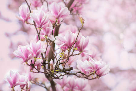 Spring flowering.Flowering branches of the magnolia tree. Open aperture with light blurring and illumination.の写真素材