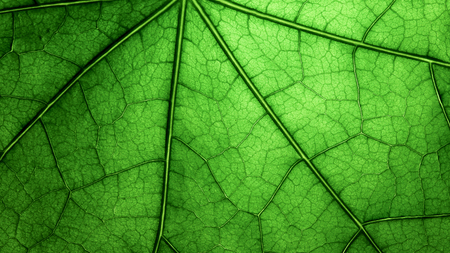 Closeup of a green leaf