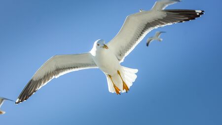 Seagulls in flight