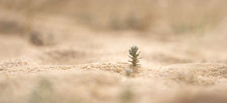 Small green plant growing in sandの写真素材