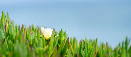 Green grass on blue sky