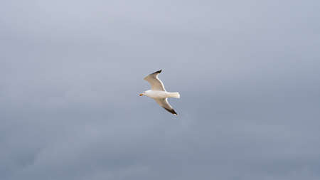 Seagull in flightの写真素材