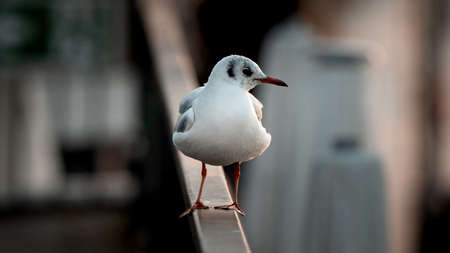 A seagull standing on the railingの写真素材