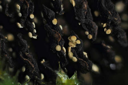 Calycellina alniella is a little mushroom growing on alders-cones