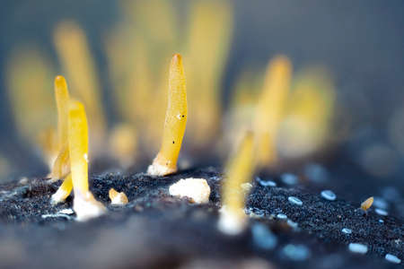 The Small Stagshorn (Colocybe cornea) is a mushroom on hardwoodの写真素材