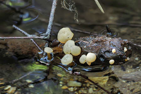 The Spring Pin (Cudoniella clavus)の写真素材