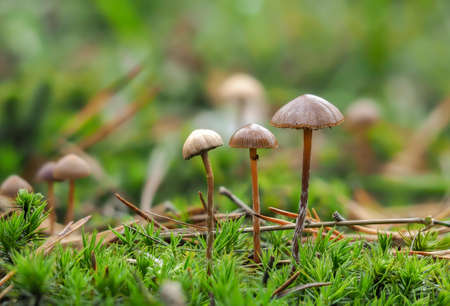 The Mountain Brownie (Deconica montana) - inedibleの写真素材