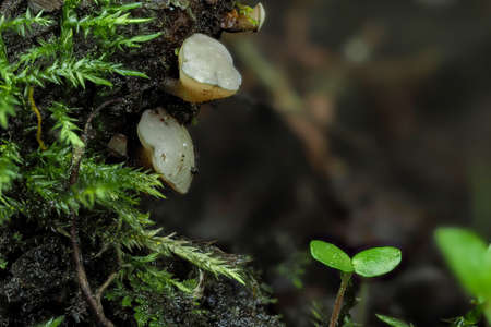 The Cudoniella tenuispora is a mushroom on decaying wood
