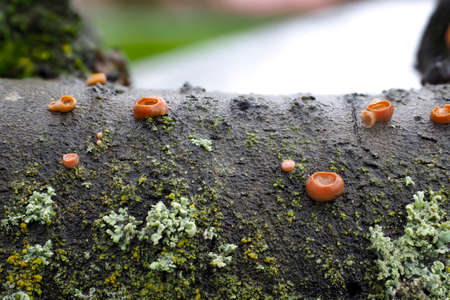 The Ditangium cerasi is a mushroom on cherry wood