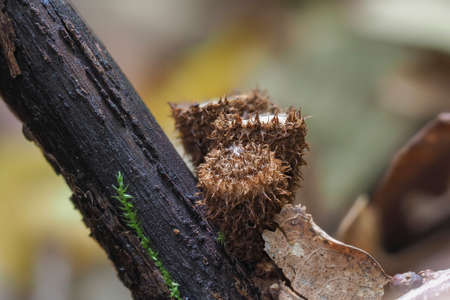 The Fluted Bird Nest (Cyathus striatus) - inedible