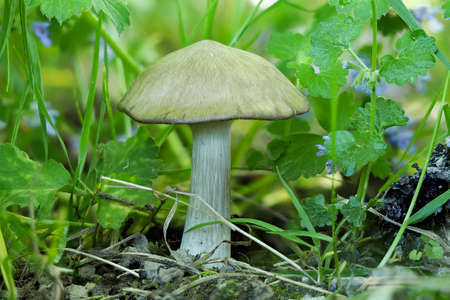 The Entoloma sepium is a pinkgillの写真素材