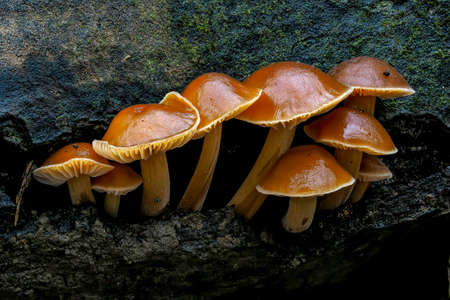 The Velvet Shank (Flammulina velutipes) - edible