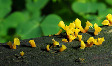 The Guepiniopsis buccina is a mushroom on decaying wood