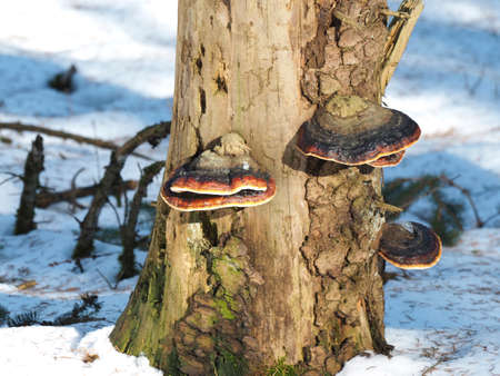 The Red Banded Polypore (Fomitopsis pinicola) - inedible