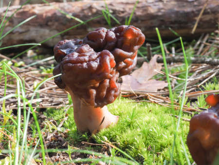 The Beefsteak Morel (Gyromitra esculenta) is a deadly poisonous mushroom, stacked macro photo