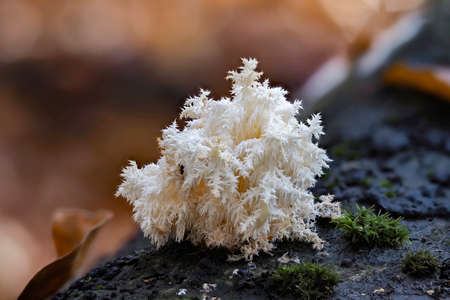 The Coral Tooth (Hericium coralloides) is an edible mushroom, stacked macro photoの写真素材