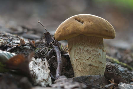 The Saffron Bolete (Leccinellum crocipodium) is an edible mushroom, stacked macro photo