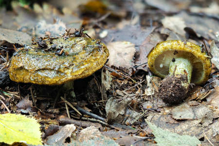 The Ugly Milkcap (Lactarius turpis) is a poisonous mushroom, stacked macro photo