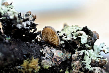 The Hohenbuehelia atrocoerulea is an inedible mushroom, stacked macro photo