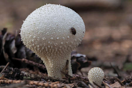 The Warted Puffball (Lycoperdon perlatum) is an edible mushroom, stacked macro photoの写真素材