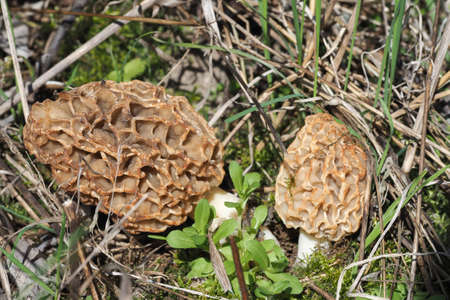 The Yellow Morel (Morchella esculenta) is an edible mushroom, stacked macro photo