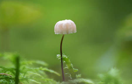 The Marasmius wettsteinii is an inedible mushroom, stacked macro photo