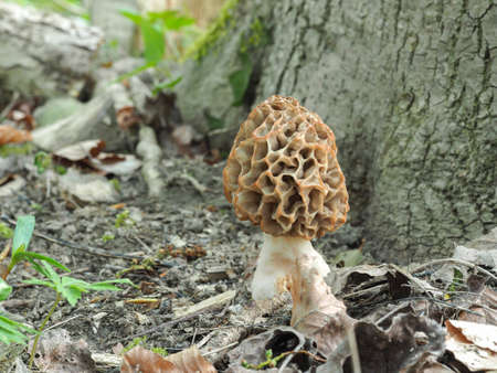 The Yellow Morel (Morchella esculenta) is an edible mushroom, stacked macro photo