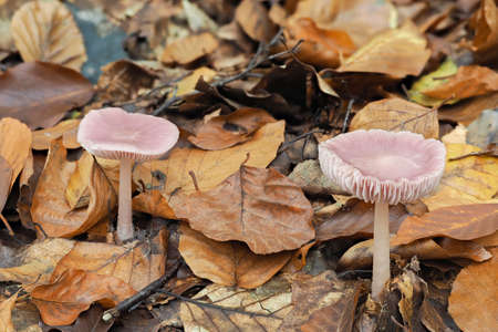 The Rosy Bonnet (Mycena rosea) is a poisonously mushroom, stacked macro photo