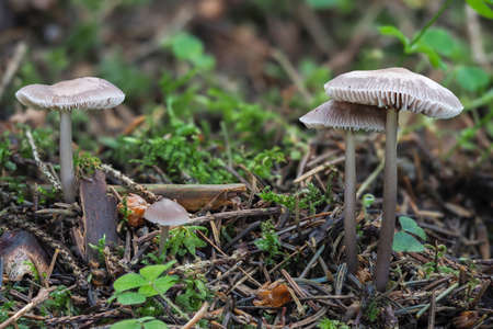 The Lilac Bonnet (Mycena pura) is a poisonous mushroom, stacked macro photo