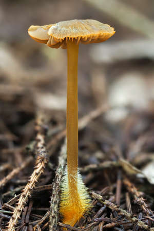 The Mycena aurantiomarginata is an inedible mushroom, stacked macro photo