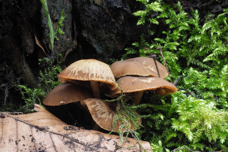 The Psathyrella laevissima is an inedible mushroom, stacked macro photoの写真素材
