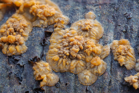 The Wrinkled Crust (Phlebia radiata) is an inedible mushroom, stacked macro photoの写真素材