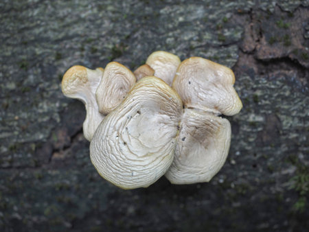 The Pale Oyster (Pleurotus pulmonarius) is an edible mushroom, stacked macro photo