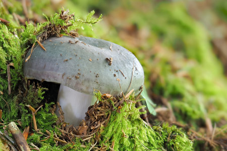 The Charcoal Burner (Russula cyanoxantha) is an edible mushroom, stacked macro photoの写真素材