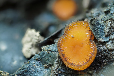 The genus Scutellinia are inedible mushrooms, stacked macro photo
