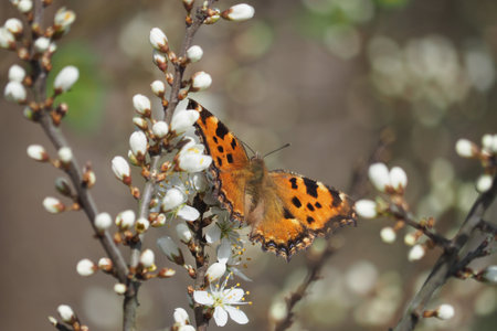 The Small Tortoiseshell (Aglais urticae) on some flowers.