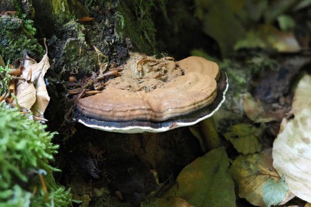 The Ganoderma applanatum is an inedible mushroom