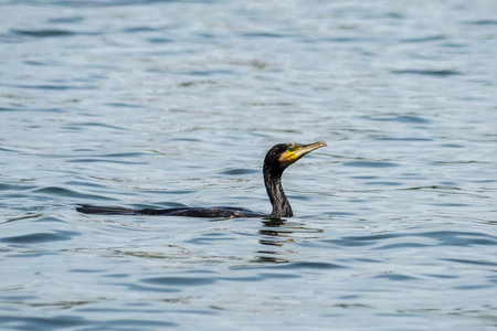 The great cormorant (Phalacrocorax carbo), known as the black shag in New Zealand and formerly also known as the great black cormorant across the Northern Hemisphere, the black cormorant in Australia, and the large cormorant in Indiaの写真素材