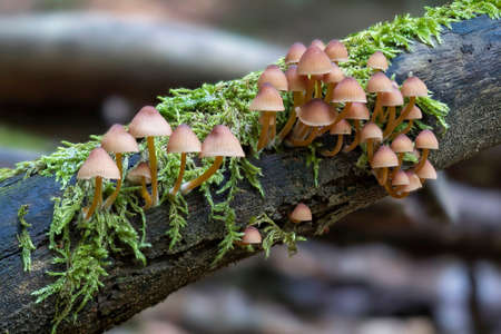 The Beautiful Bonnet (Mycena renati) is an inedible mushroom, an intresting photo