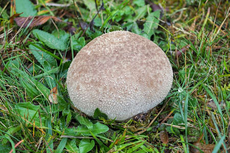 The Lycoperdon utriforme is an edible mushroom, an intresting photo